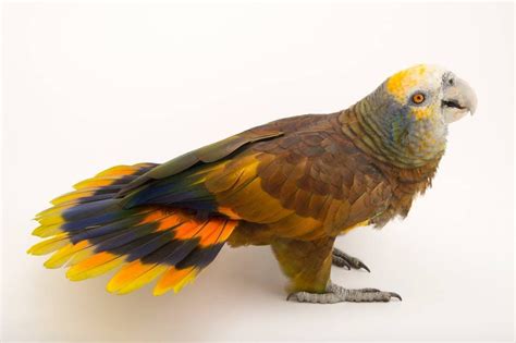 St Vincent Parrot Amazona Guildingii Joel Sartore