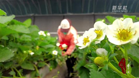 千城百县看中国｜河北顺平：富硒草莓果正鲜凤凰网视频凤凰网