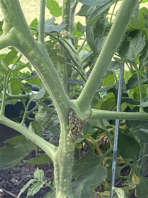 What Are These Bumps On My Tomato Plant Dining And Cooking