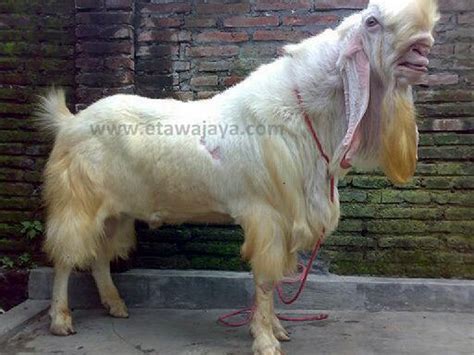 Kambing Etawa Senduro Super Samson 130 Kg | Peternakan Etawa Jaya