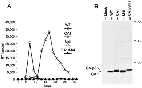 Effects Of Cleavage Site Mutations On Virus Replication And CA Pro