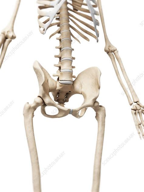 Human Pelvis Artwork Stock Image F010 5760 Science Photo Library