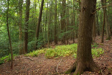 Free Images Tree Nature Wilderness Branch Hiking Trail Leaf