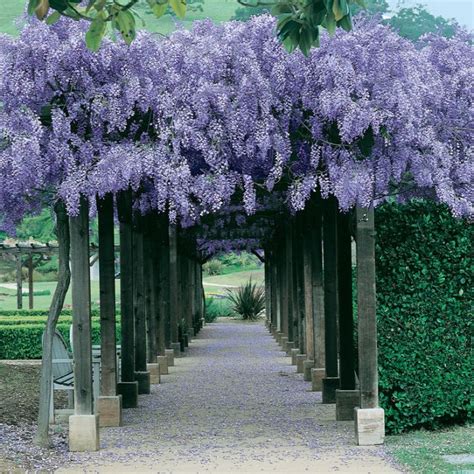 Trepadeiras Flor Para Cobrir Muros Cercas Treli As E P Rgolas