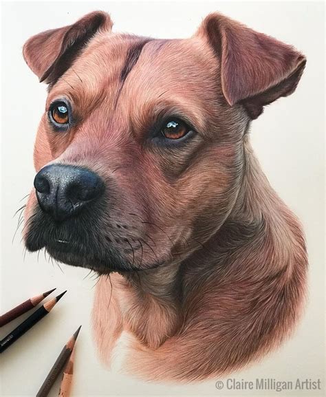 Realistic Color Pencil Animal Portraits | Realistic animal drawings ...