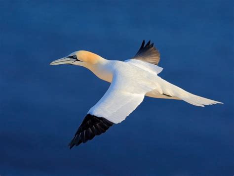 20 White Birds In Florida (ID, Photo, Call Guide)