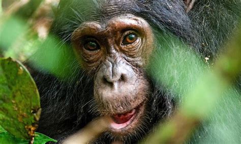 Chimpanzee Trekking In Kibale Forest National Park Kibale Tours