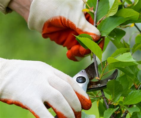 Pruning Blueberries How And When To Prune Blueberry Bushes Bright