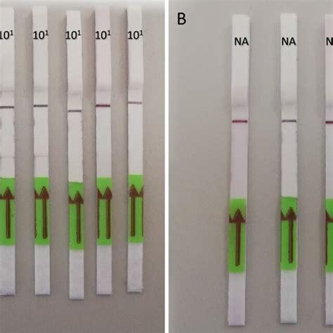 Accuracy Of The Developed Lateral Flow Loop Mediated Isothermal