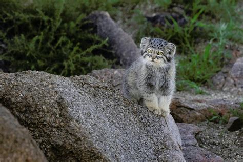 Small Cat Spotlight Pallass Cat Panthera