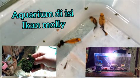 Akirnya Akuarium Di Isi Ikan YouTube