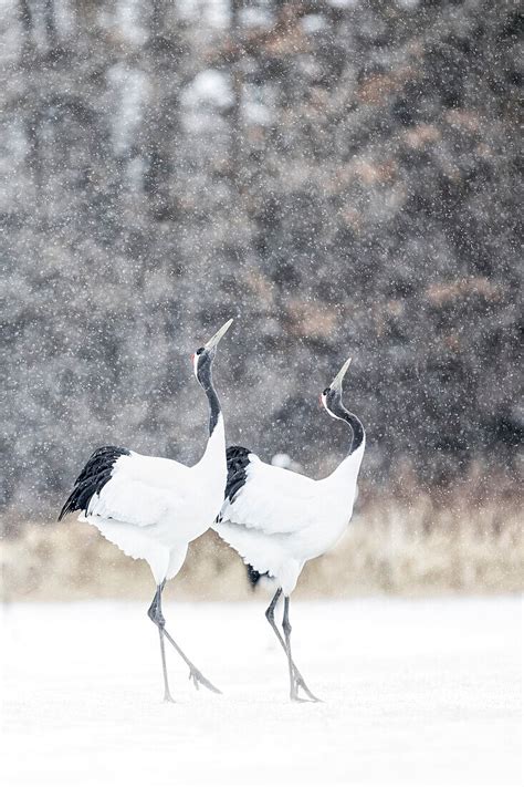 Red Crowned Crane Tsurui Mura Eastern License Image 71219639