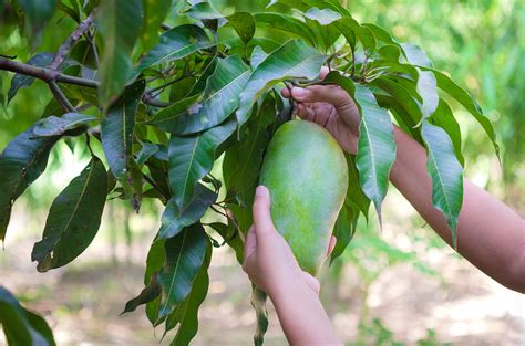 Wissenswertes Bio Mango Brooks Aus Burkina Faso Frucht