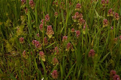 RED DEAD NETTLE - INLAND NW ROUTES