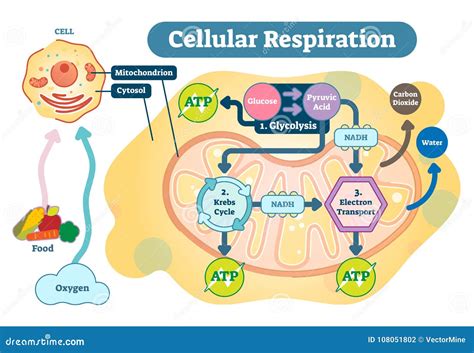 Diagrama Médico Da Ilustração Do Vetor Da Respiração Celular Esquema