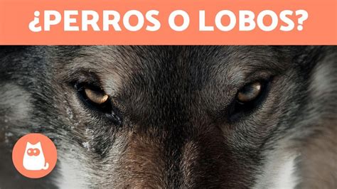 10 RAZAS de PERROS que parecen LOBOS Descúbrelas YouTube