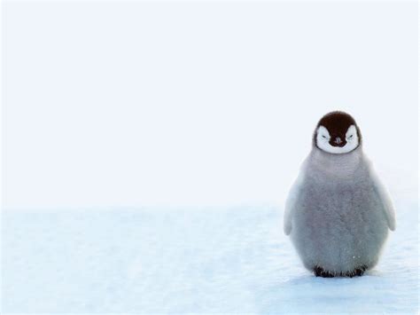 Baby Penguin - Penguins Wallpaper (40120979) - Fanpop