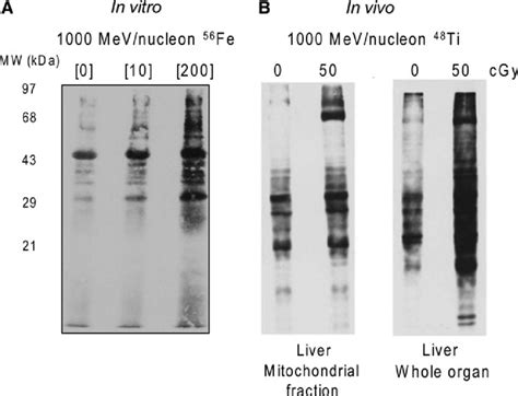 In Vitro And In Vivo Long Term Effects Of HZE Particle Irradiation On