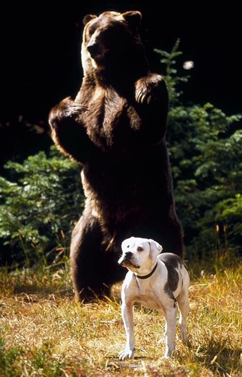 Homeward Bound: The Incredible Journey Movie | PS Entertainment