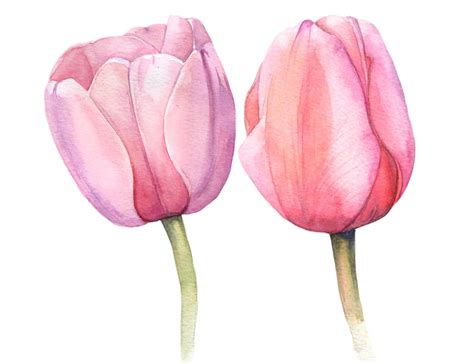 Check Out This Behance Project Tulips Https Behance Net