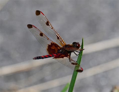 Calico Pennant – Crumbs for the Journey