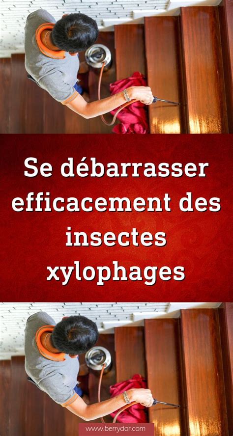 Se débarrasser efficacement des insectes xylophages Cooking