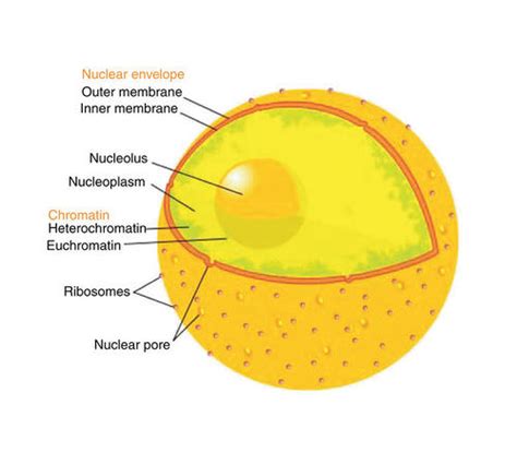 Cell Nucleus Read Biology Ck 12 Foundation