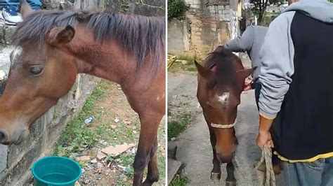 Cavalo Que Estava Solto Na Rua Toma Tiro Durante A Madrugada Em