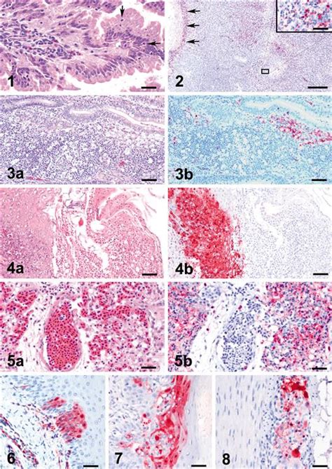 Different Routes Of Inoculation Impact Infectivity And Pathogenesis Of H5n1 High Pathogenicity