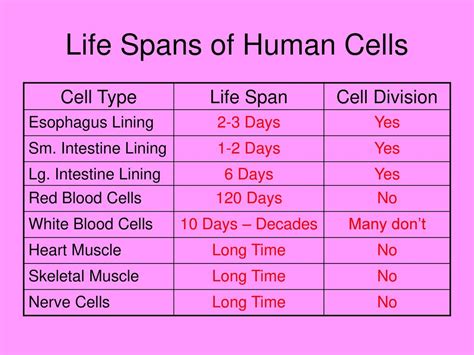 Cell Growth And Division The Cell Cycle And Mitosis Ppt Download