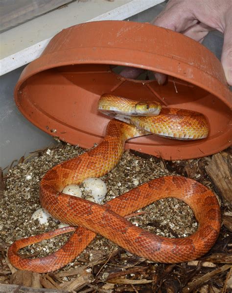 How To Breed The Popular Corn Snake Reptiles Magazine