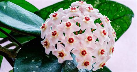 How to Grow and Care for Hoya Houseplants | Gardener’s Path
