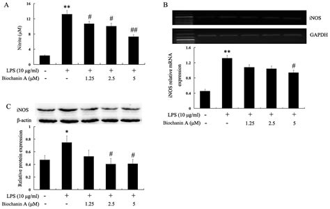 Biochanin A Attenuates LPS Induced Pro Inflammatory Responses And