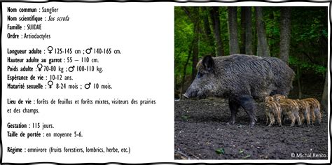 Sanglier Sus Scrofa Laboratoire De Biom Trie Et Biologie Volutive