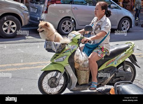 Transportar Perro En Moto Atelier Yuwa Ciao Jp