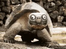 Funny Turtle Memes GIFs | Tenor