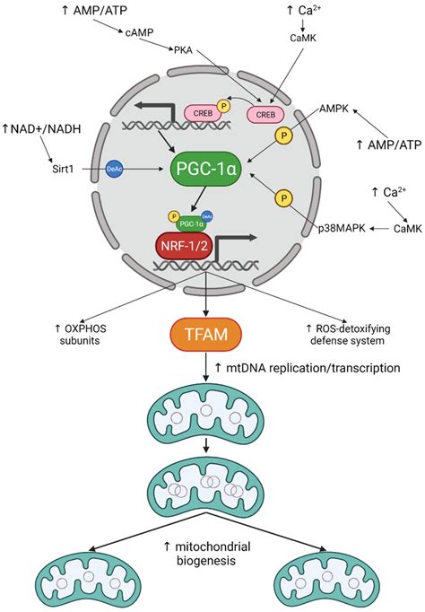 Ijms Free Full Text Mitochondrial Biogenesis In Neurons How And Where