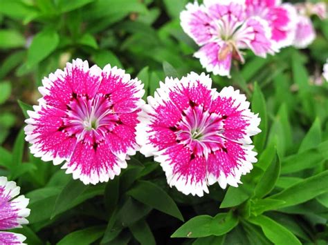 How To Grow Dianthus In Your Garden A Guide To Propagation Planting