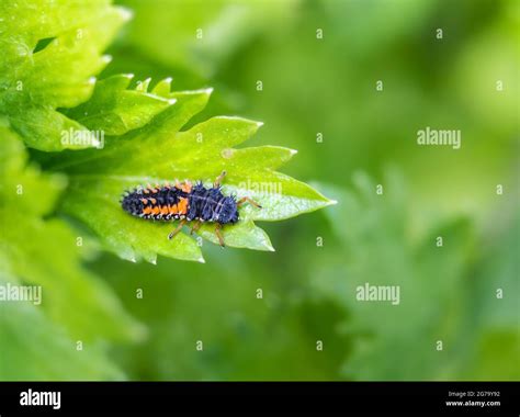 Ladybug Larvae Or Nymph On Celery Stalk Leaf Black Orange Creepy