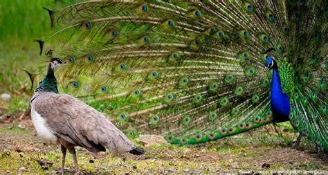 Interesting Facts About Peacocks Just Fun Facts