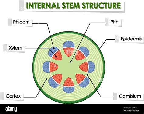 Diagrama Que Muestra La Estructura Interna Del Tallo Imagen Vector De