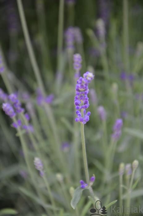 Lavandula Angustifolia Hidcote Blue Lawenda W Skolistna