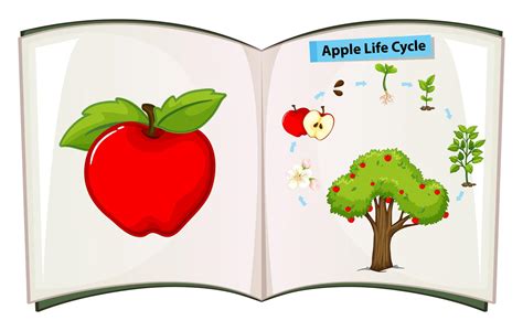 Book Of Apple Life Cycle 361201 Vector Art At Vecteezy