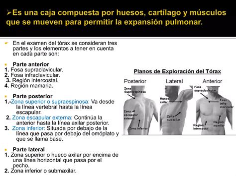 Exploración Del Tórax Ppt