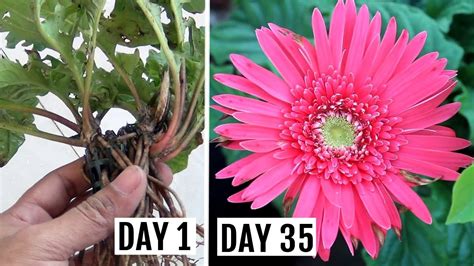 Simplest Way To Grow Propagate Gerbera From Cuttings YouTube