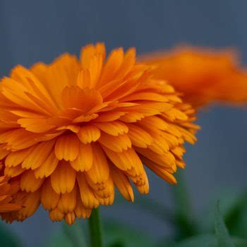 Orange Flower In Juneau Alaska 2023 Alaska Magazine Photo Contest