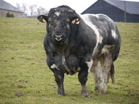 Belgian Blue Herd Book Confirm Norbreck Genetics Own The No2 Carcass