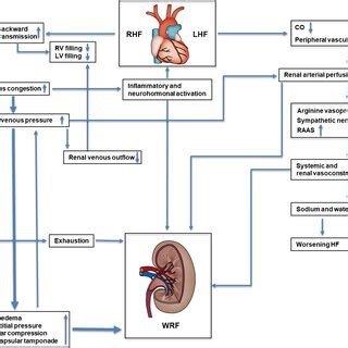 Hemodynamic Cardiorenal Interactions In Left And Right Heart Failure