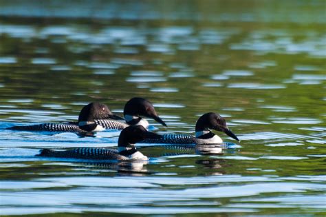 Veto Override Day Override The Veto Of Hb To Protect Our Lakes