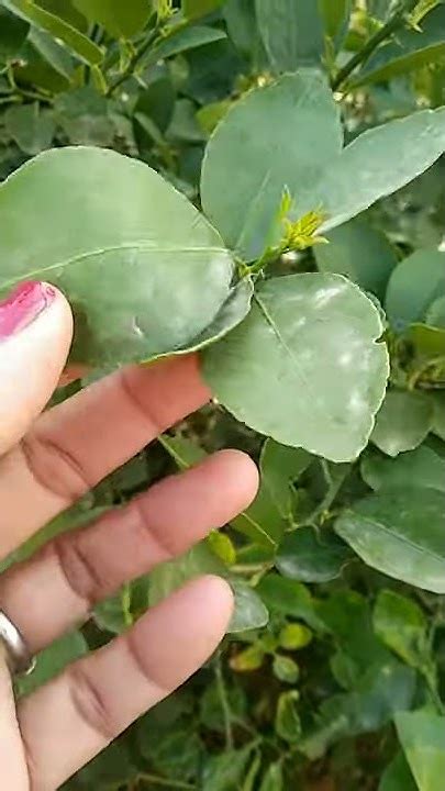 नीबू के बीज से पौधा ऐसे लगाएं नींबू को गमले में कैसे लगाएं Lime Plant Growing Short 7 Youtube